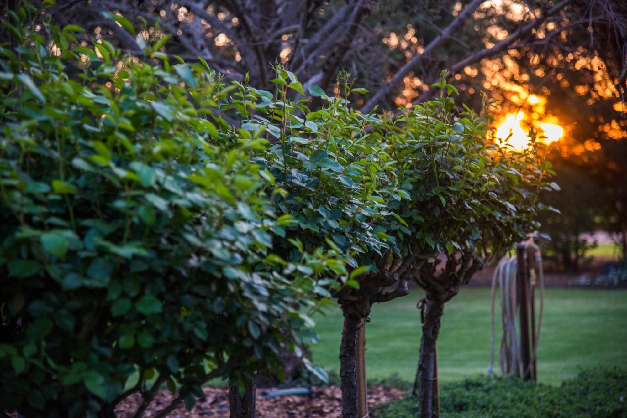 グリフィス Jen'S Garden Pods Bed & Breakfast エクステリア 写真